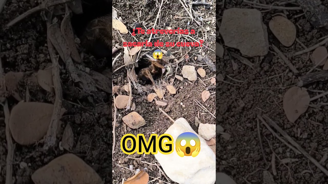 “😱 OMG… salió ESTA araña en Cuba 🕷️🇨🇺”