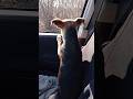 On the road 🐾 #milu' #dog #doglife #animallovers #cutedog #doglove #viralshort #foryou #perte