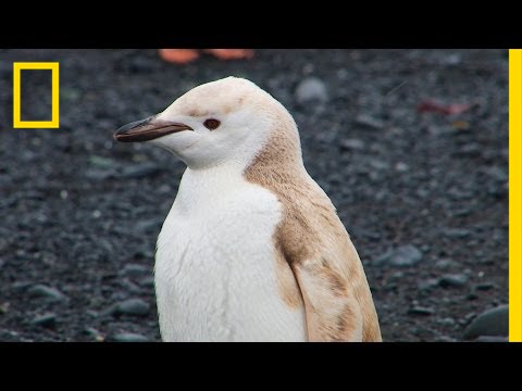 Mutant "Blond" Penguin Spotted in Antarctica | National Geographic