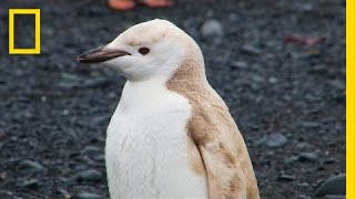 Mutant "Blond" Penguin Spotted in Antarctica | National Geographic