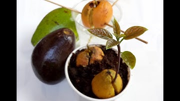 Ươm hạt bơ bằng 2 cách đơn giản - Hướng dẫn trồng bơ bằng hạt.