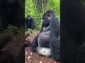 Laugh Till You Cry – Funniest Animal Trio Ever! 🤣#facts #shorts