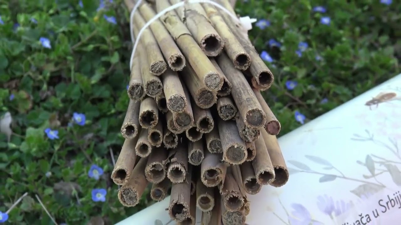 Bee is a Key - Monitoring divljih pčela u Srbiji