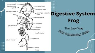 Digestive System Of Frog Class 11 Biology