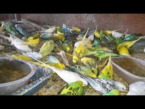Enchanting Lovebirds Nestle Among Lush Greens! Surpassing 5.1  k Views on My Pets My Garden
