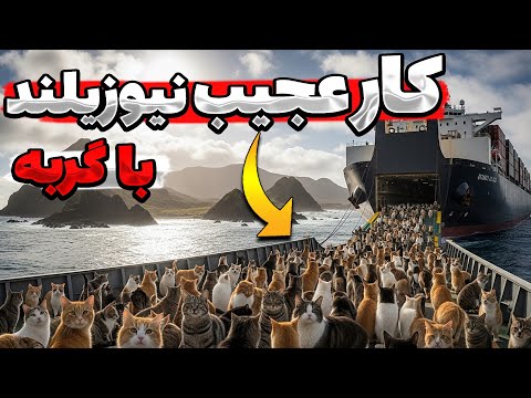 نیوزیلند 3000 گربه را در جزیره دور افتاده به مدت 200 سال رها کرد نتیجه دیوانه کننده بود 
