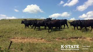 Cattle Mineral Programs