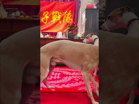 The Best Dog Hiking Trails In Your Area 40 