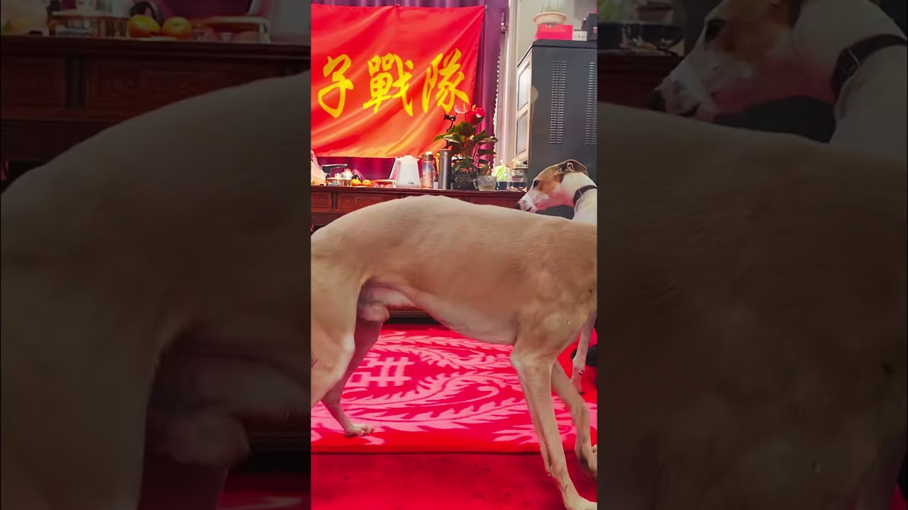 The Best Dog Hiking Trails in Your Area 40