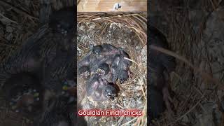 This Nest Is FULL of Hungry Babies… 🐣🔥 (Gouldian Finch – Rainbow Finch – Chloebia gouldiae)
