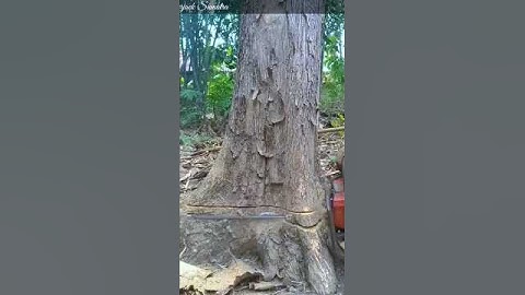 amazing trick for cutting down teak trees#wood#woodworking