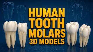 How Human Molars Work: 3D Dental Anatomy Breakdown