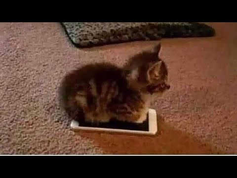 Funniest Cats 😹 - Don't try to hold back Laughter 😂 - Funny Cats Videos #4