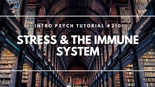 Stress & The Immune System (Intro Psych Tutorial #210)
