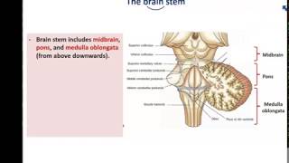 Anatomy of the Brain stem - Dr. Ahmed Farid