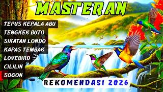 rahasia Juara |  MASTERAN UNTUK MURAI BATU, CUCAK HIJAU, KACER, CENDET, TLEDEKAN, ANIS MERAH