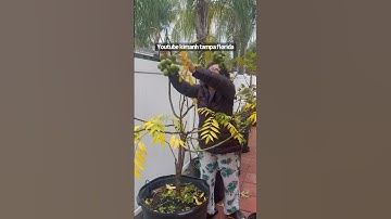 Mùa đông  cây cóc vàng lá , thương cây  thương người thương xa thương gần thương không họ hàng