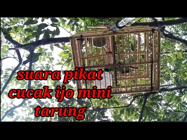 Suara pikat cucak ijo mini tarung class=