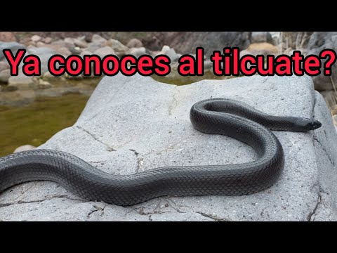 Video: Serpiente negra