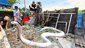 Cuộc Gọi Khẩn Cấp Của Cô Gái Phát Hiện 2 Con Rắn Hổ Mang Làm Tổ Trong Móng Nhà | Tập 3