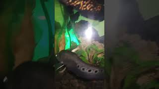 Cat Fish Rtc Fish Predator