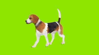 Dog 🐶 Green screen video | Animal Green screen copyright free video | Green screen Footage free Use