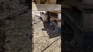 My Hen Adopted Some Chicks
Free Webinar: https://freedomfarmers.com/op/how-to-find-your-dream-homestead-property/
“How to Find YOUR Dream Homestead Property”
50 States and 10 Provinces Playlist: https://www.youtube.com/playlist?list=PL0-eENDJNcJANTvrdP_N2pPPJDW1xmIua
*************
About Curtis Stone:
Curtis is one of the world’s most highly sought-after small farming educators. His book, The Urban Farmer, offers a new way to think about farming𑁋 one where quality of life and profitability coexist. Today, Curtis spends most of his time building his 40-acre off-grid homestead in British Columbia. He leverages his relationships with other experts to bring diverse content into the homes of gardeners and aspiring small farmers from around the world. Learn more at FromTheField.TV.
**************
▶️ Check out Freedom Farmers → https://freedomfarmers.com/
▶️ Buy One Of My T-Shirts. You know you want one → http://curtis.freedomfarmers.com
▶️ All my livestreams are also up on Rumble: https://rumble.com/c/OFFGRIDWITHCURTISSTONE
*************
Music and Footage commonly used on this channel:
Sweeps - https://www.youtube.com/c/SweepsBeats
Biocratic - http://birocratic.com
The Muse Maker - https://soundcloud.com/themusemaker
David Cutter Music - https://davidcuttermusic.co.uk
https://artlist.io/Curtis-38762
Images - licensed via https://Envato.com
Video Footage - licensed via https://Envato.com
Music - licensed via artlist.io My Hen Adopted Some Chicks
