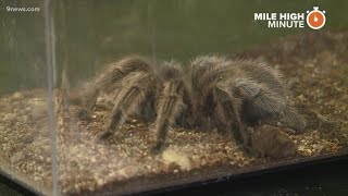 A look inside Colorado's Butterfly Pavilion