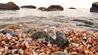 Relaxing Sounds: Waves On A Shelled Beach