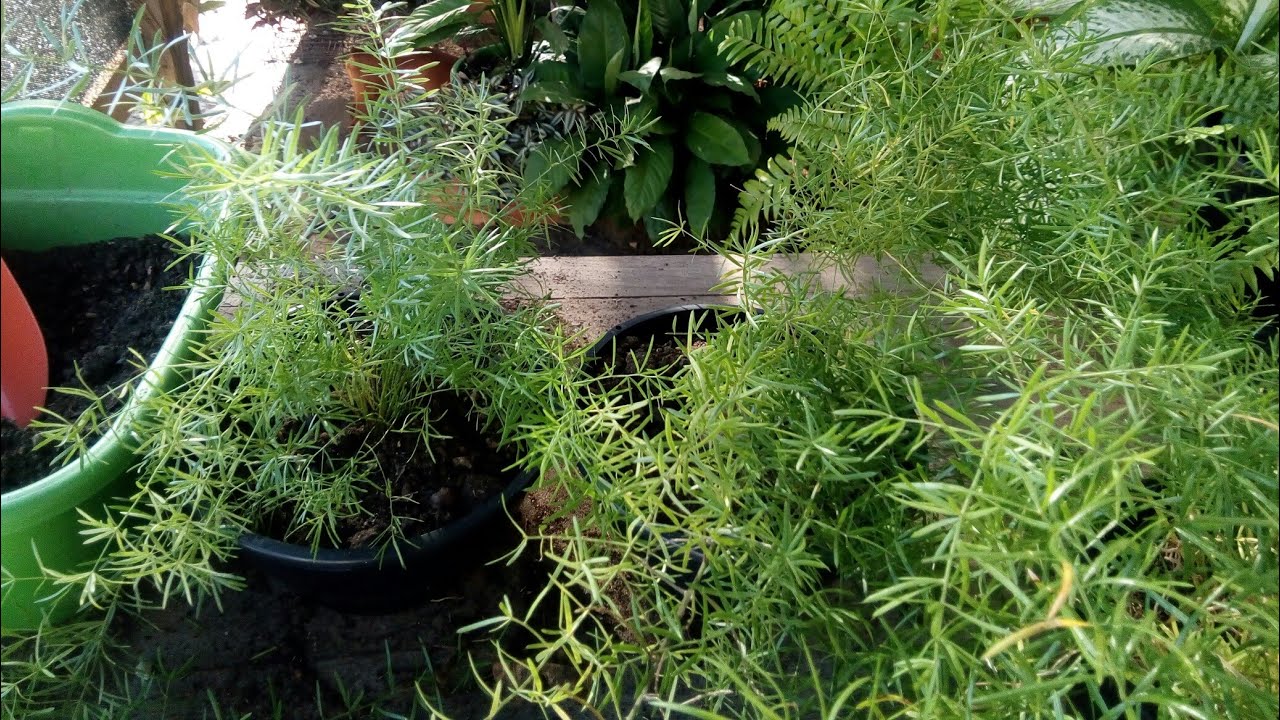 aspargo alfinete quando e como mudar?