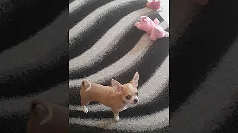 Cosa piace fare ai chihuahua?