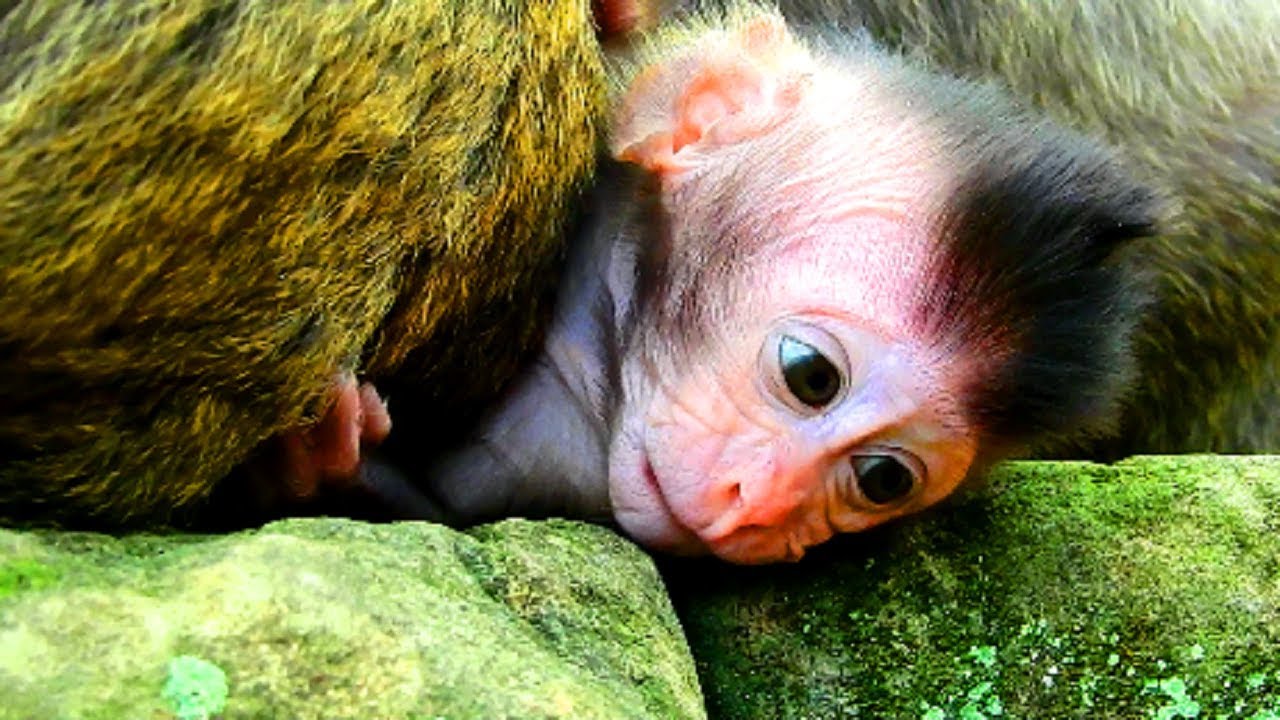 Why Polly angry much like this? Look pity on new baby & hungry