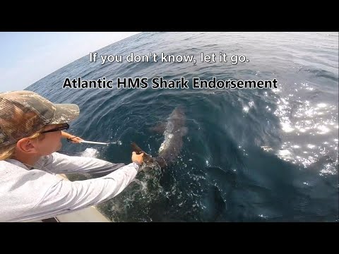 Atlantic Recreational Shark Fishing: Handling and Release of Sharks