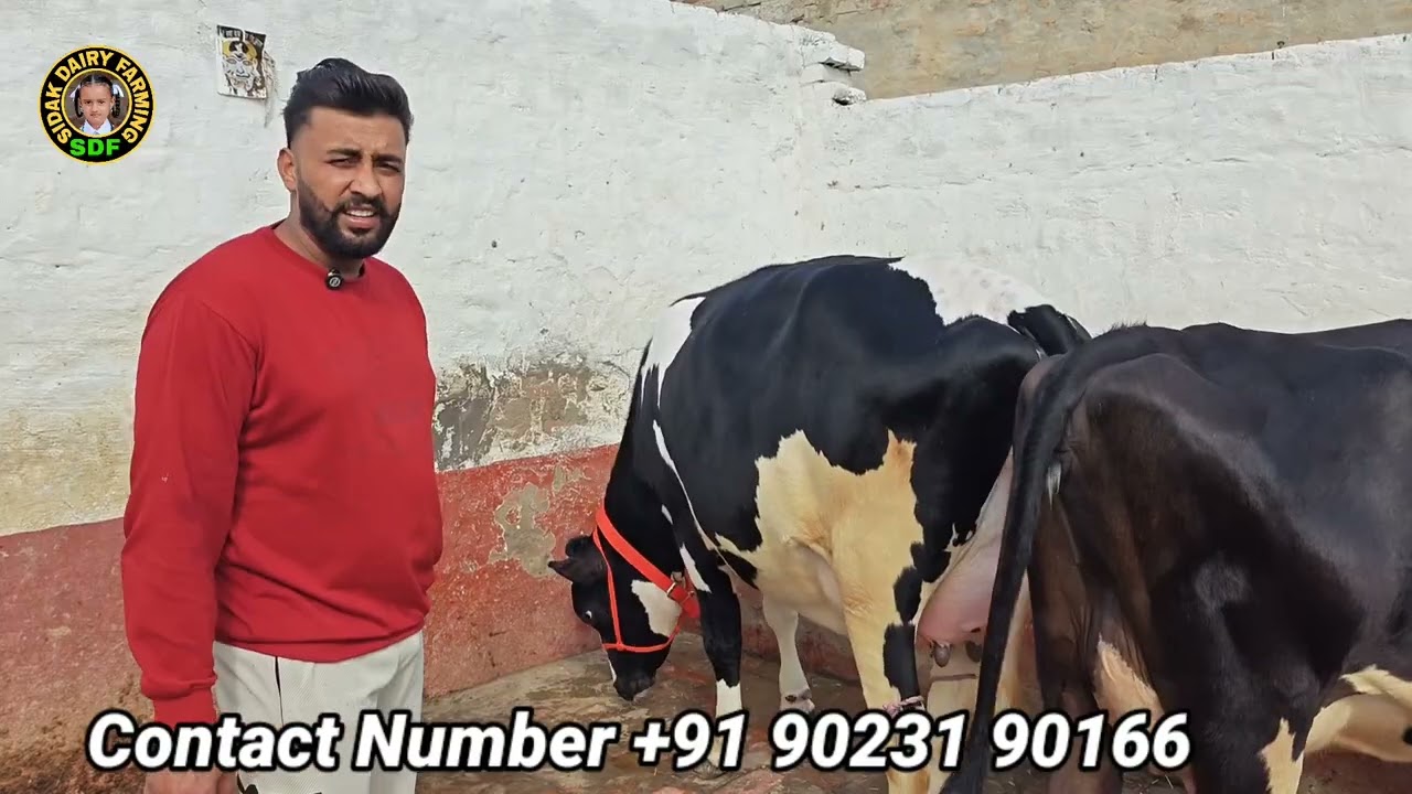 7 ਗਾਵਾਂ ਵਿਕਾਊ ਗੱਗੂ ਘਣੀਏ ਕੋਲ, 7 Cows for Sale