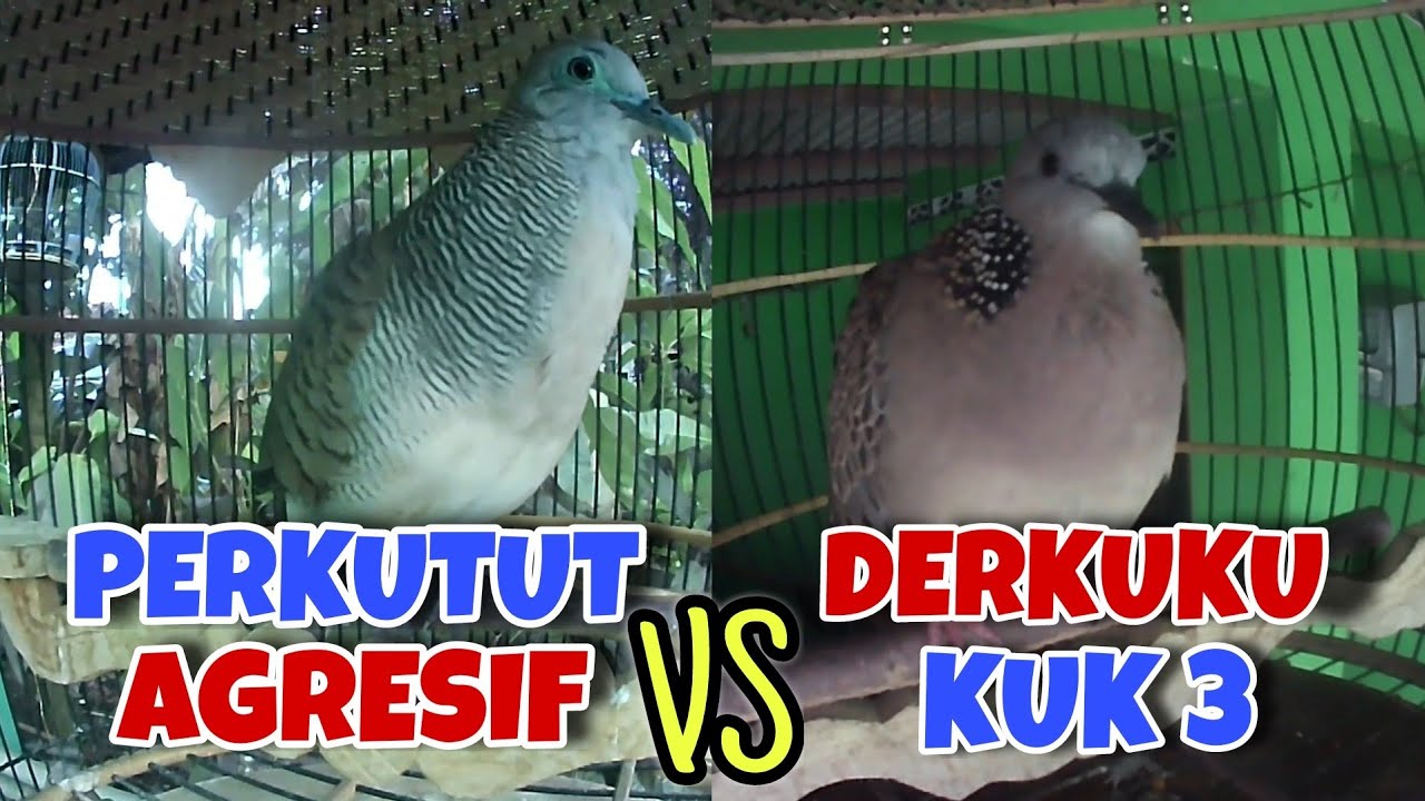 Perkutut Lokal Suara Besar Vs Tekukur Gayer Suara Kristal