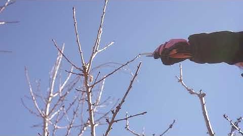 Cherry Tree Pruning Part 3