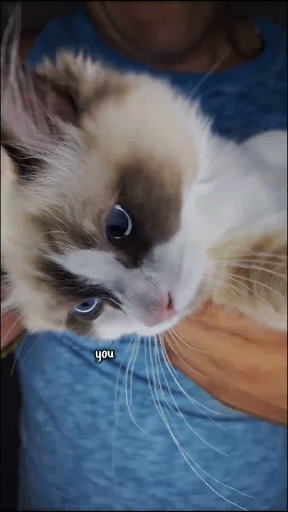 never-ever-forget-you-cat-kitty-cute-fyp-viral-youtube