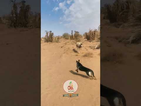 ظهور حيوان المها العربي أو الظبي بواحة اولاد إدريس امحاميد الغزلان المغرب