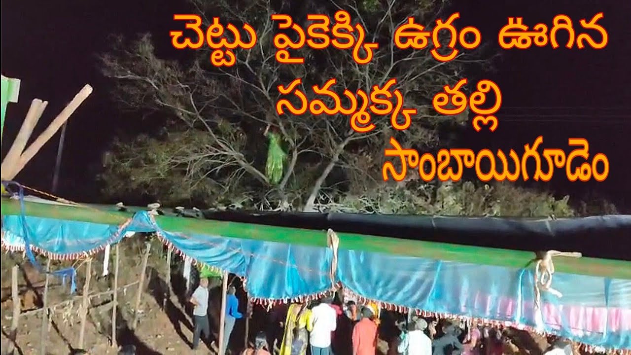 చెట్టు పైకెక్కి ఉగ్రం ఊగిన సమ్మక్క తల్లి సాంబాయిగూడెం జాతర #sammakkasarakka #youtubevideo #medaram 