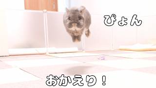 いつもより早く帰ると元気になったウサギが最高の出迎えをしてくれました【No.1875】