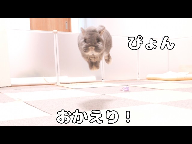 Came home early, and the bunny gave me the sweetest welcome 【No