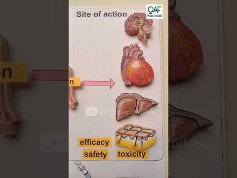 Pharmacokinetics Adme Overview Pharmacology Jaidmeel
