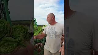 huevo organico, gallinas pastoriles    #huevo #organico #pastoriles #gallinas