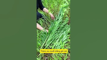 Ai bị viêm da cơ địa, nấm da, á sừng, lang ben tham khảo ngay bài thuốc từ cây ngải dại này nha