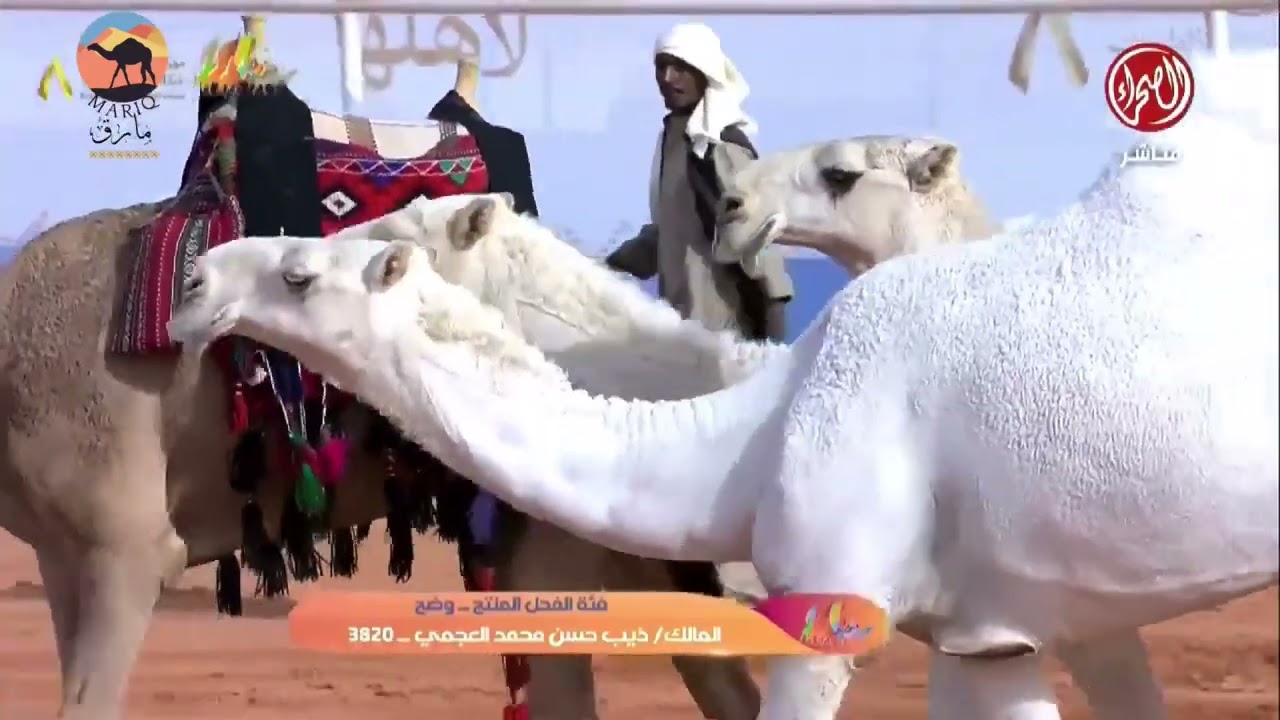 فئة الفحل المنتج للألوان ( وضح - شعل - صفر )