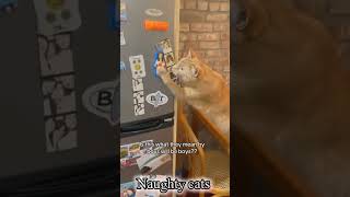 Funny Cats Compilation 😂 | Try Not To Laugh 😹 | Viral Cat Videos#funny