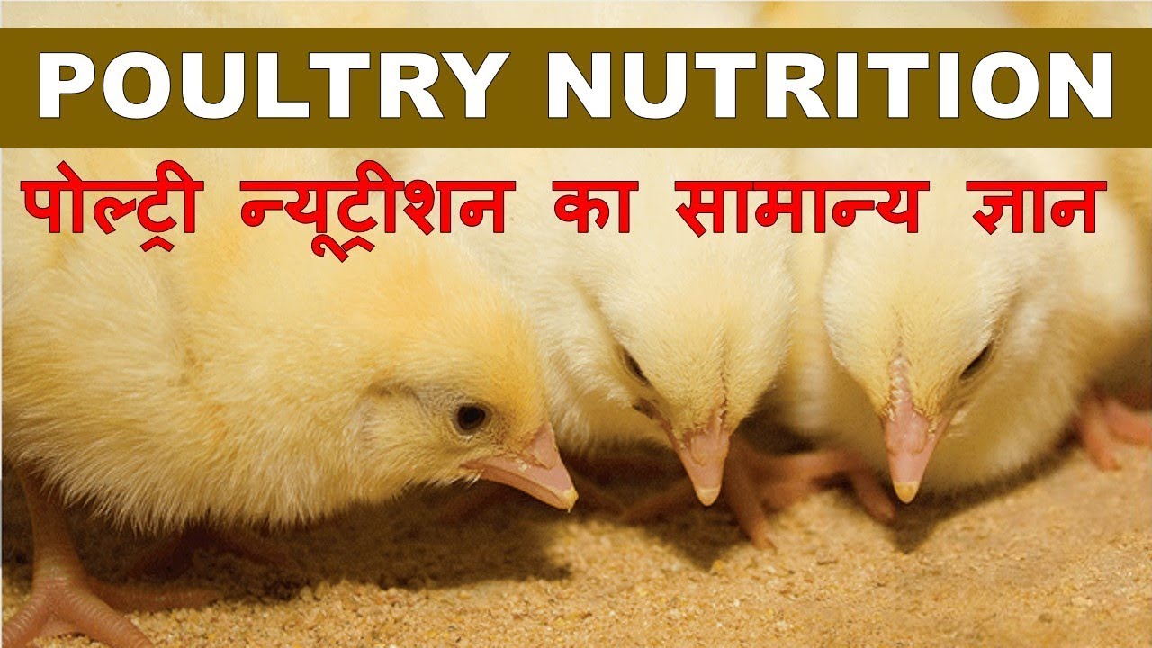 1-broiler-feed-formulation-in-8-easy-steps-part-1