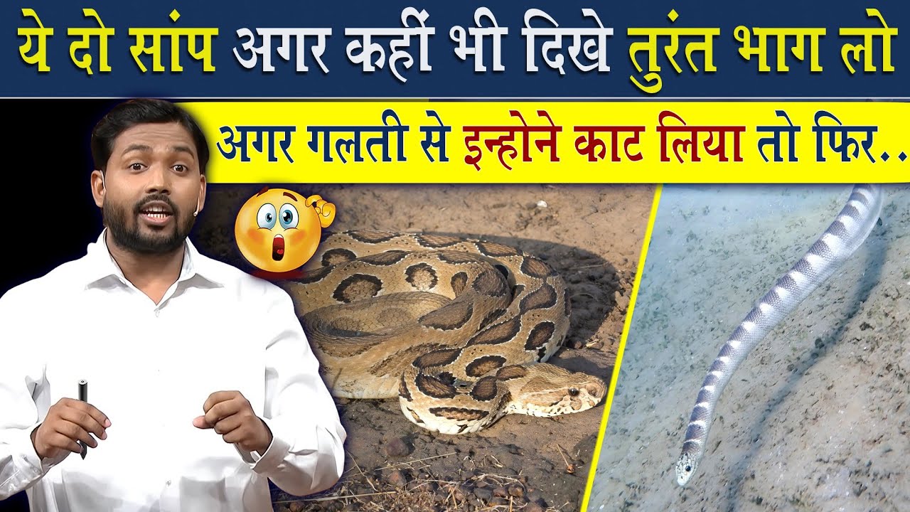 ये है सबसे जहरीला सांप | जैसे ही ये सांप दिखे तुरंत वहां से भाग लो