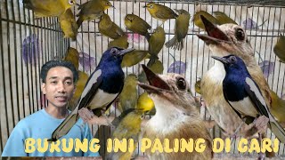 Edi Jovanis Kios Always Has The Most Favorite Birds Among Chirping Mania