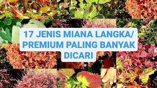 MIANA PALING INDAH, 17 MIANA PALING DIBURU #GEREBEKTANAMAN EP18